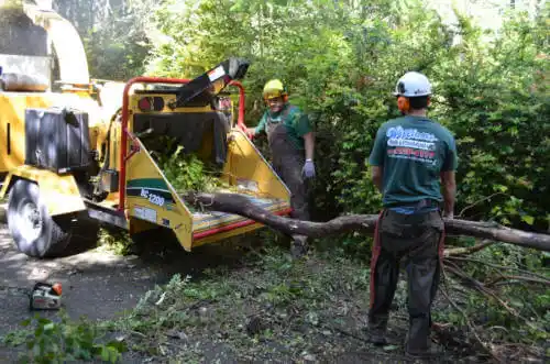 tree services Aledo